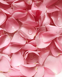Love Me Rose Petals - KKOT Floral Studio | Jersey City Florist & Same - Day Delivery